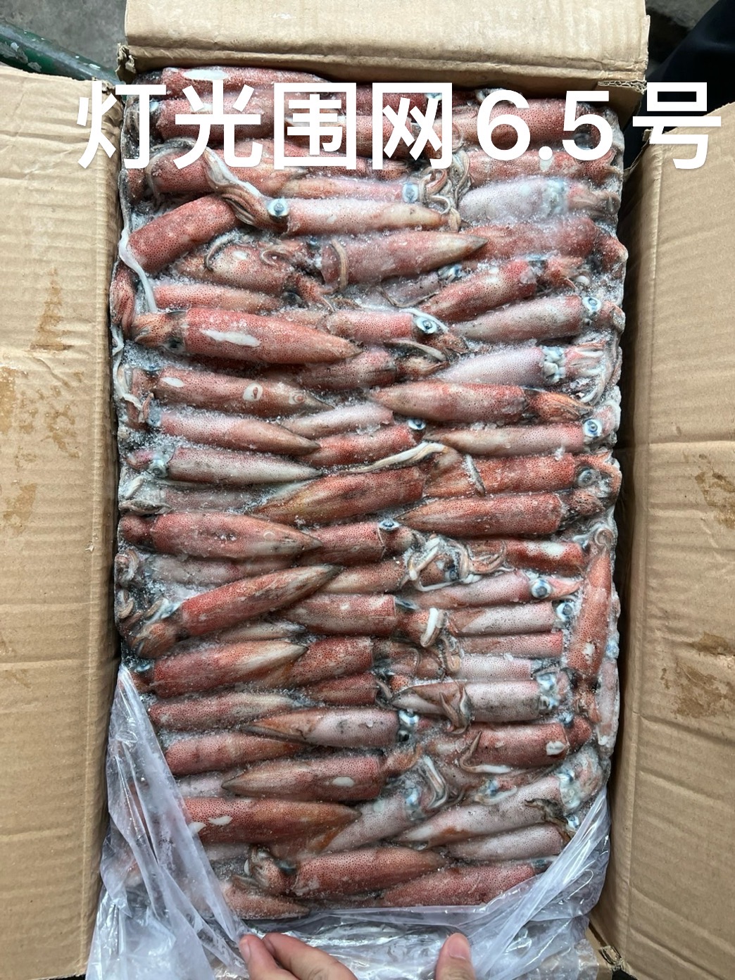 围网拖网钓鱿