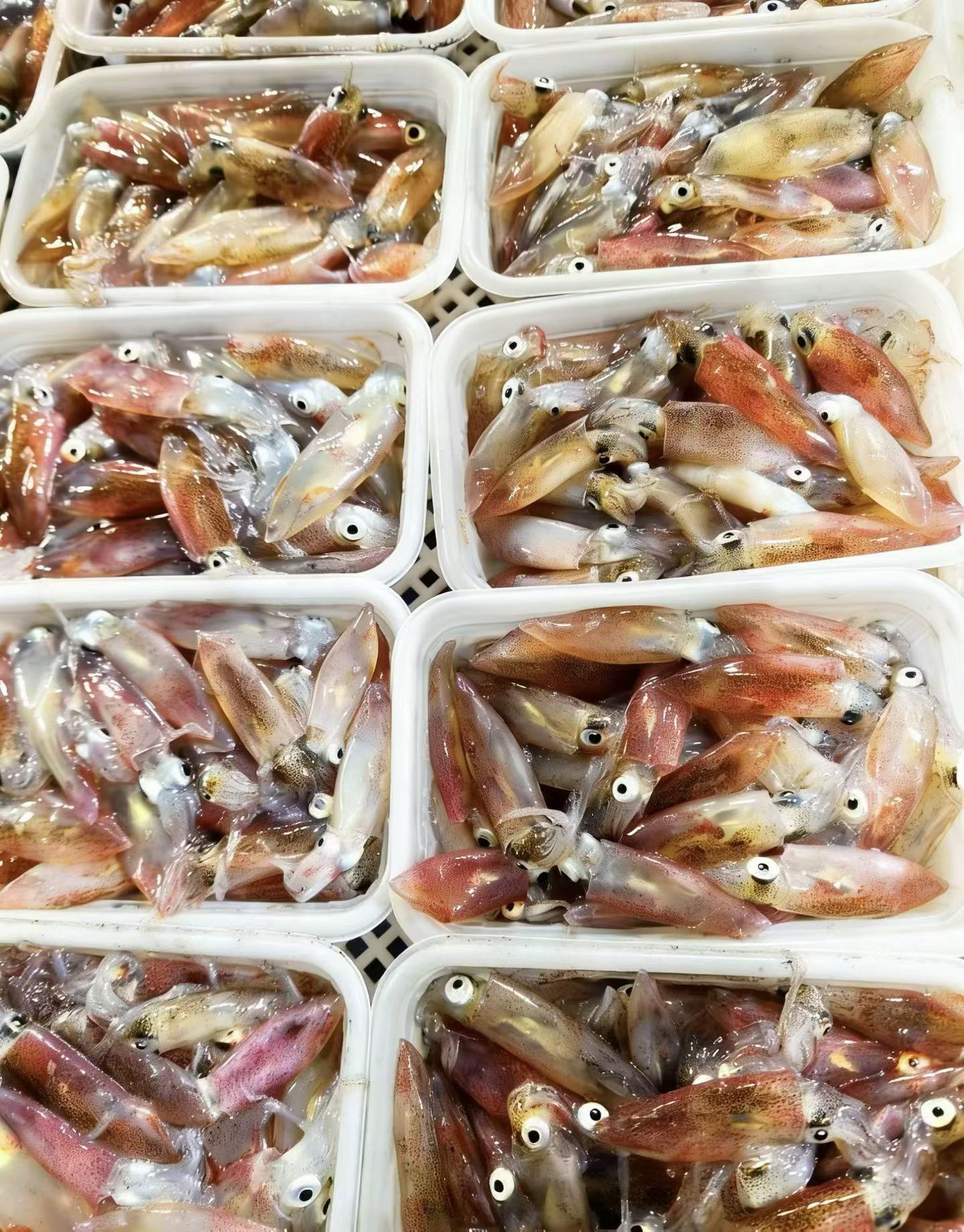 阿根廷鱿鱼